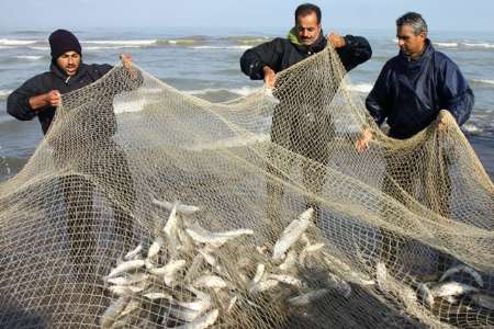 دلیل گرانی ماهی؛ ادامه حضور کشتی‌های چینی در عمان و خیلج‌فارس