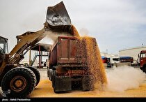 وضعیت هزاران تن کالای اساسی در بنادر شمالی به مرز هشدار رسید/ آیا امکان صدور مجوز سلامت با وجود رسوب ۸ماهه وجود دارد؟