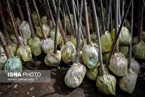 غرس ۲۰۰۰ اصله نهال در عرصه‌های تحت تاثیر فعالیت‌های معدنی تربت جام