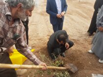 کاشت نهال توسط مدیرکل صنعت، معدن و تجارت استان یزد به مناسبت روز درختکاری