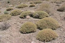 لزوم نوسازی ماشین آلات معدنی فرسوده در استان زنجان/ حفظ گون مانع بهره‌برداری از معادن می‌شود