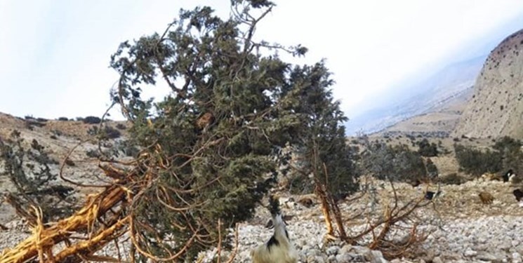 پیگیری ماجرای قطع درختان «اورس» در منطقه چهاردانگه ساری