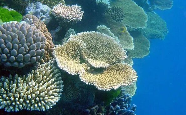 هشدار دانشمندان درباره نابودی اکوسیستم بر اثر استخراج مواد معدنی در اعماق اقیانوس