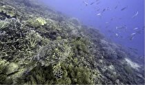 استخراج از معادن اعماق دریا؛ موافقت دولت‌ها و نگرانی فعالان اقلیمی