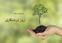 کاشت ۳۰ اصله نهال زیتون به مناسبت روز درختکاری در مجتمع صنعتی چادرملو