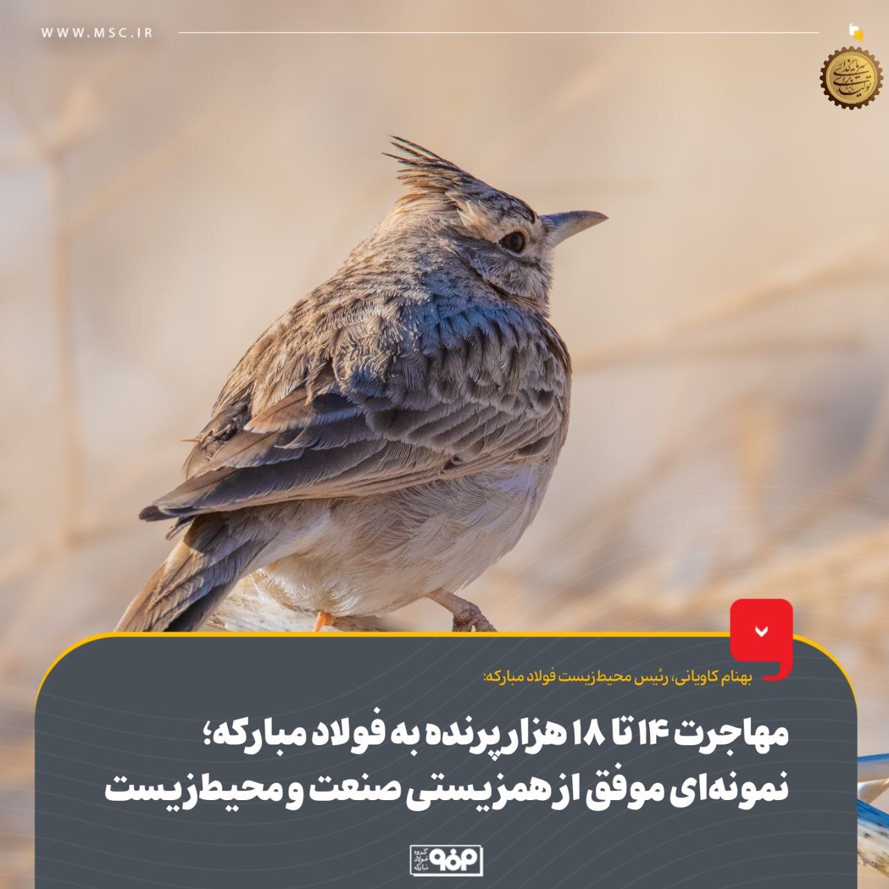 مهاجرت ۱۴ تا ۱۸ هزار پرنده به فولاد مبارکه؛ نمونه‌ای موفق از هم‌زیستی صنعت و محیط‌ زیست